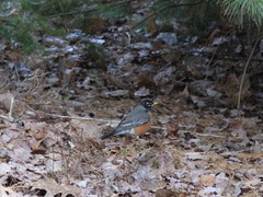 Turdus migratorius image