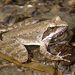 Greek Frog - Photo (c) Roberto Sindaco, some rights reserved (CC BY-NC-SA), uploaded by Roberto Sindaco