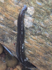 Haemopis sanguisuga
