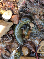 Haemopis sanguisuga