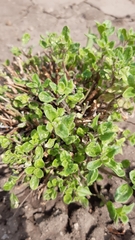 Origanum majorana