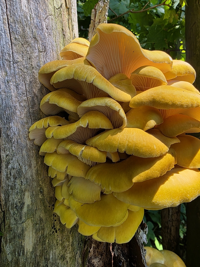 Golden Oyster Mushroom · June 2026 · photo: Photo: no rights reserved · iNaturalist
