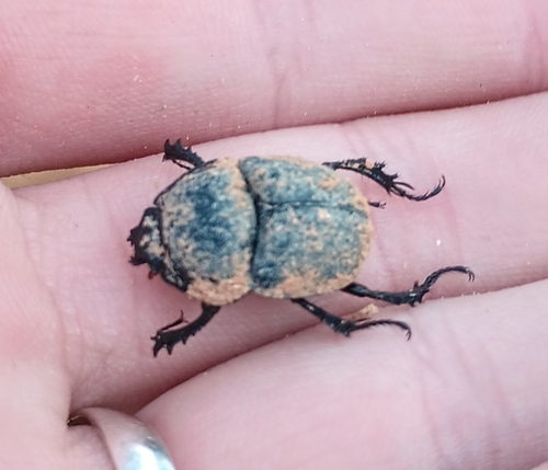 Sandhills Earth Boring Scarab Beetle