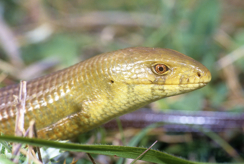 European Glass Lizard