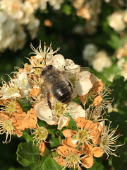 Anthophila