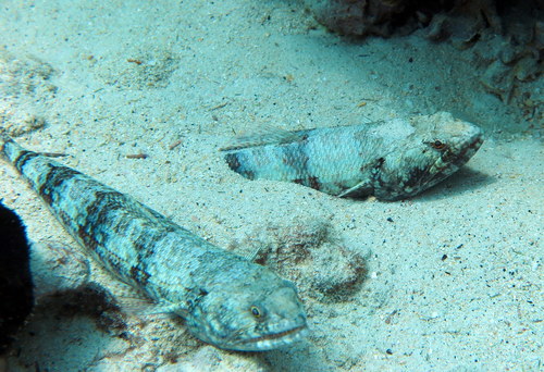 Red lizardfish (Synodus ulae) — Synodontidae — 3