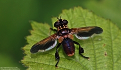Galactomyia