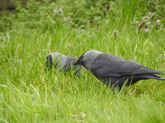 Corvus monedula