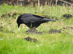 Corvus corone