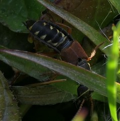 Staphylinus dimidiaticornis