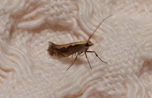 Diamondback Moth