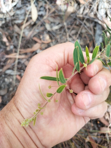 Acacia purpureapetala, 2026-06-21