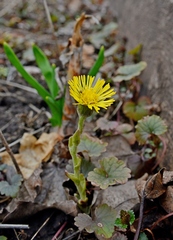 Tussilago farfara