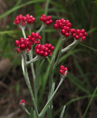 Helichrysum sanguineum