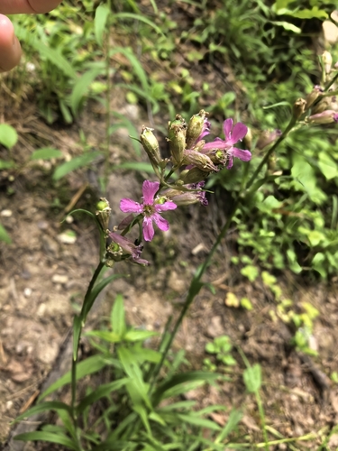 Наблюдение на iNaturalist