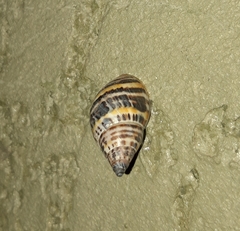 Drymaeus poecilus
