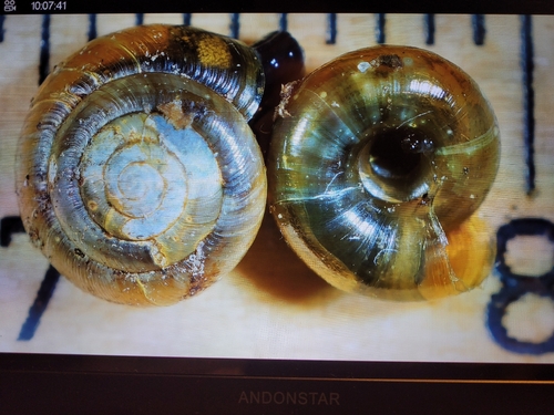 Hollowed Gloss Snail, 26135 Oldenburg (Oldb), Deutschland, photo 4 of 10