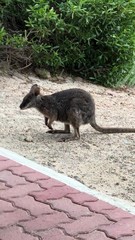 Notamacropus eugenii