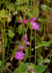 Stachys neurocalycina