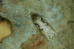 Semioscopis steinkellneriana