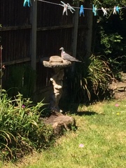 Columba palumbus