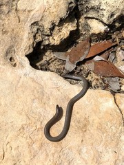 Aprasia striolata