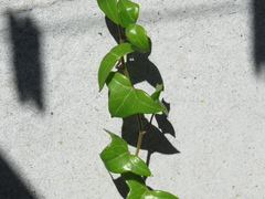 Senecio macroglossus