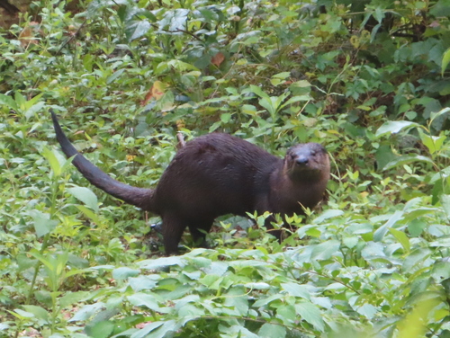 North American River Otter photographed in Arkansas