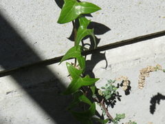 Senecio macroglossus