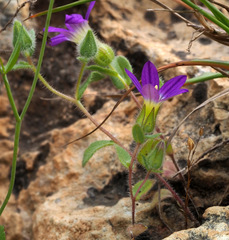Campanula hierosolymitana