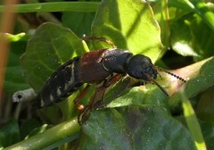 Staphylinus dimidiaticornis