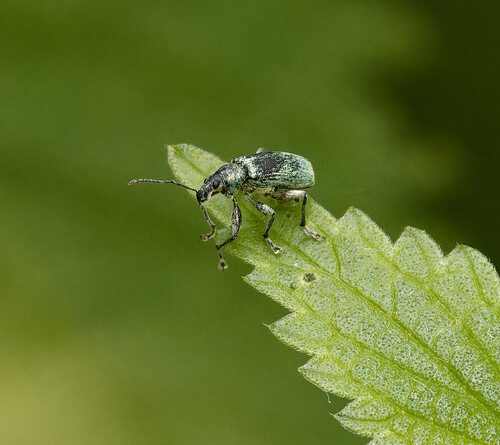 Nettle weevil, Nieuwe Niedorp, Netherlands, photo 9 of 10