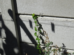 Senecio macroglossus