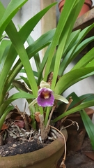 Cochleanthes