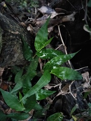 Oplismenus compositus