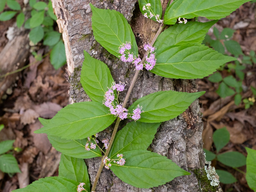 Purple beautyberry (Callicarpa dichotoma)