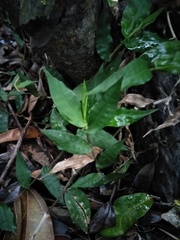 Oplismenus compositus