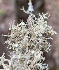 Ramalina dilacerata
