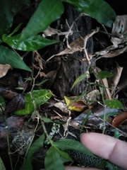 Oplismenus compositus