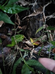 Oplismenus compositus