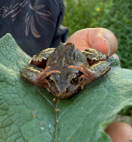 Grasfrosch