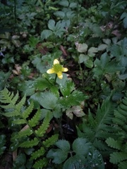 Ranunculus cantoniensis