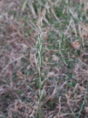 Perennial Ryegrass