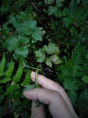 Ranunculus cantoniensis