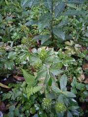 Ranunculus cantoniensis