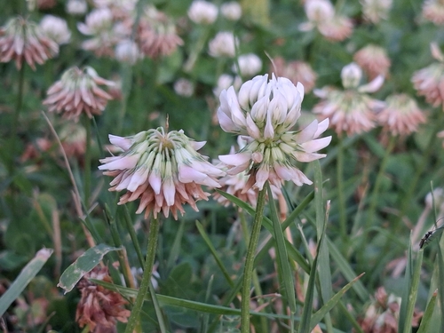 white clover