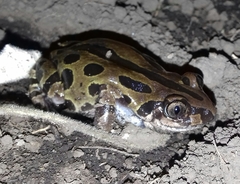 Kassina senegalensis