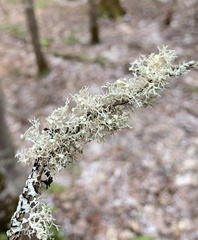 Ramalina dilacerata