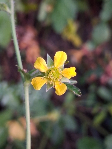 Wood Avens