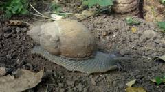 Megalobulimus lorentzianus